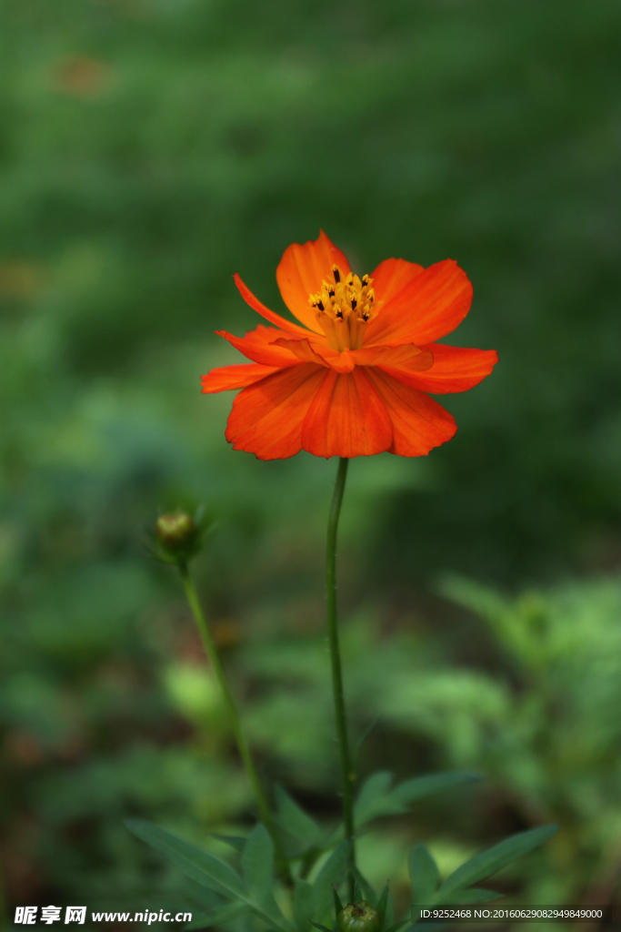 菊科花草