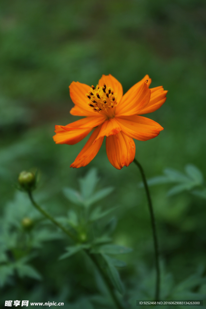 一枝黄花