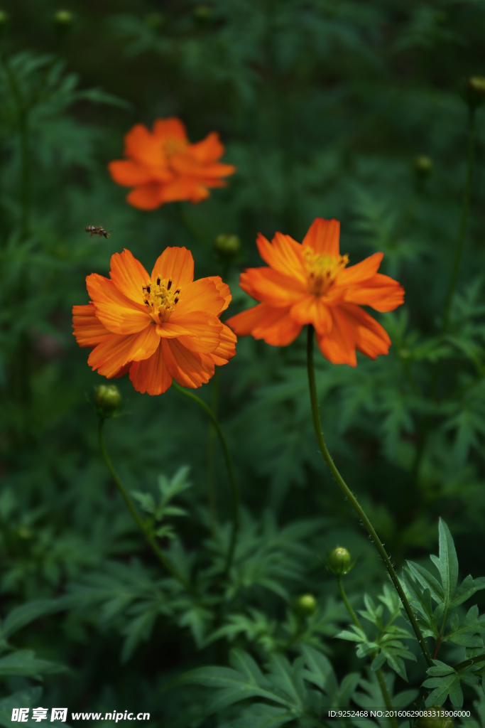 三朵黄花