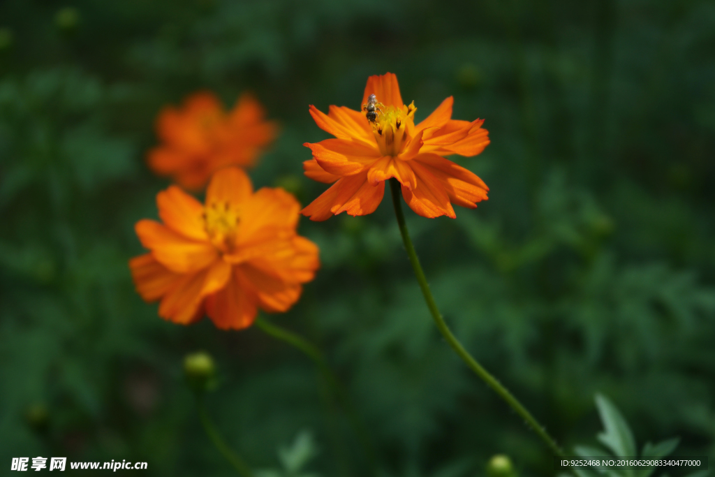 菊科花草