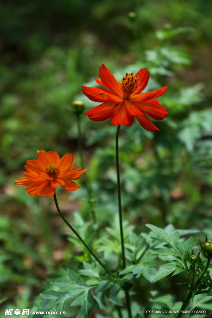 两朵花