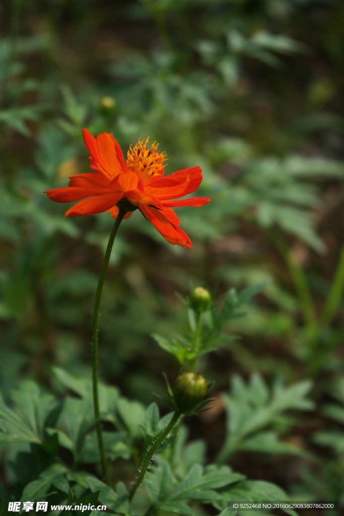 一枝黄花
