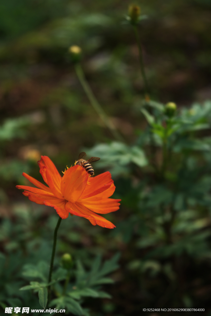 一枝黄花