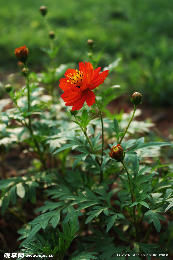 菊科花草