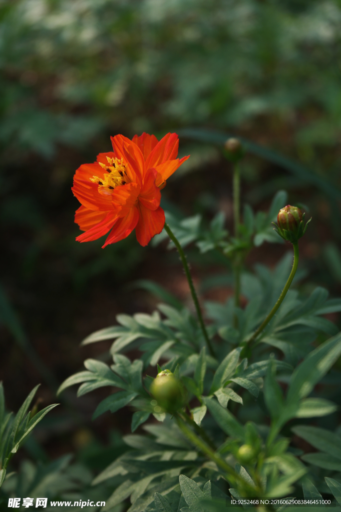 一枝花