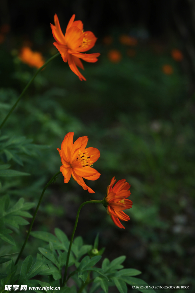 菊科花草