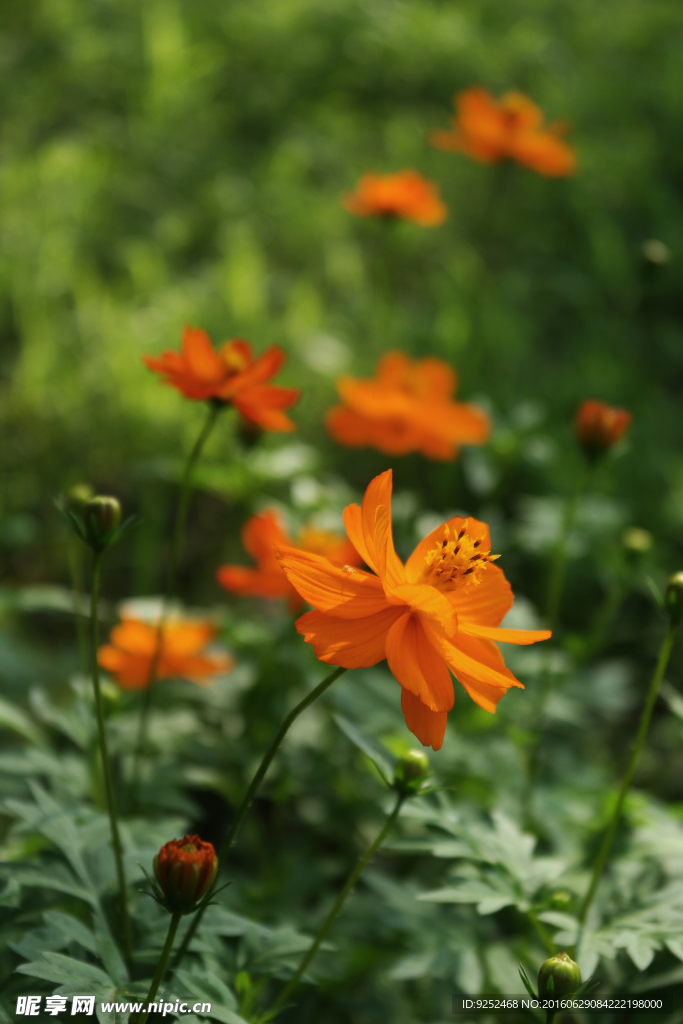 黄花