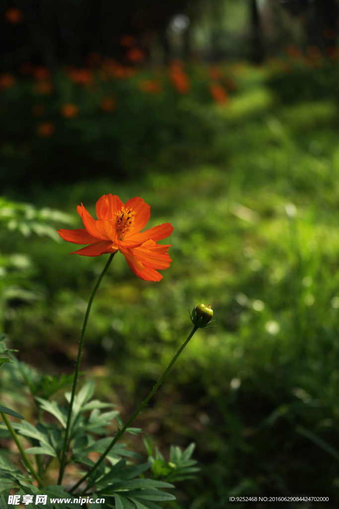 一枝花