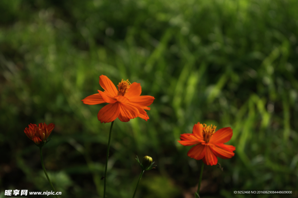 小花