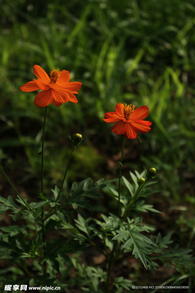 小黄花