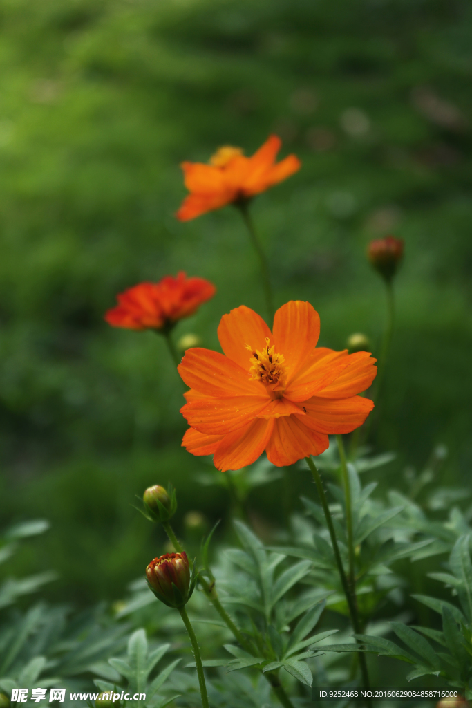 黄芙蓉