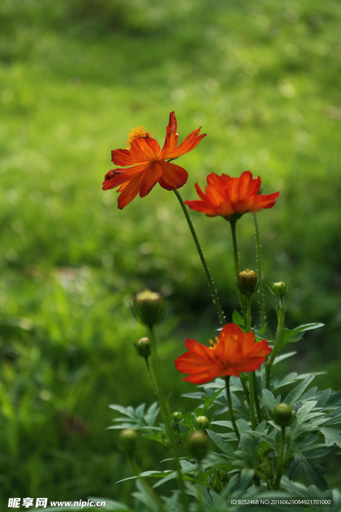 菊科花草