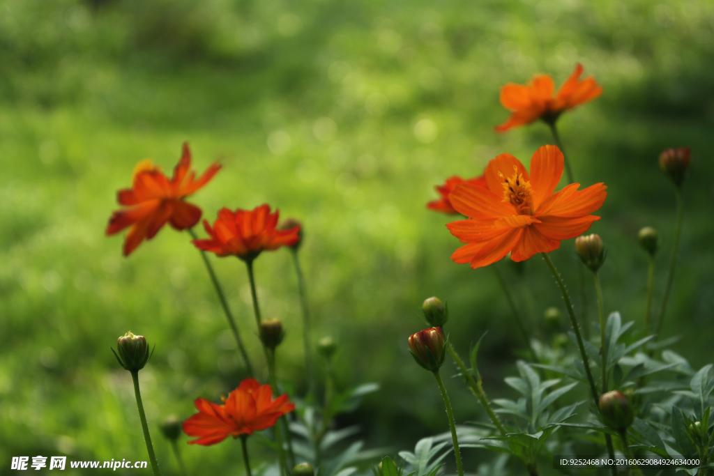 黄芙蓉