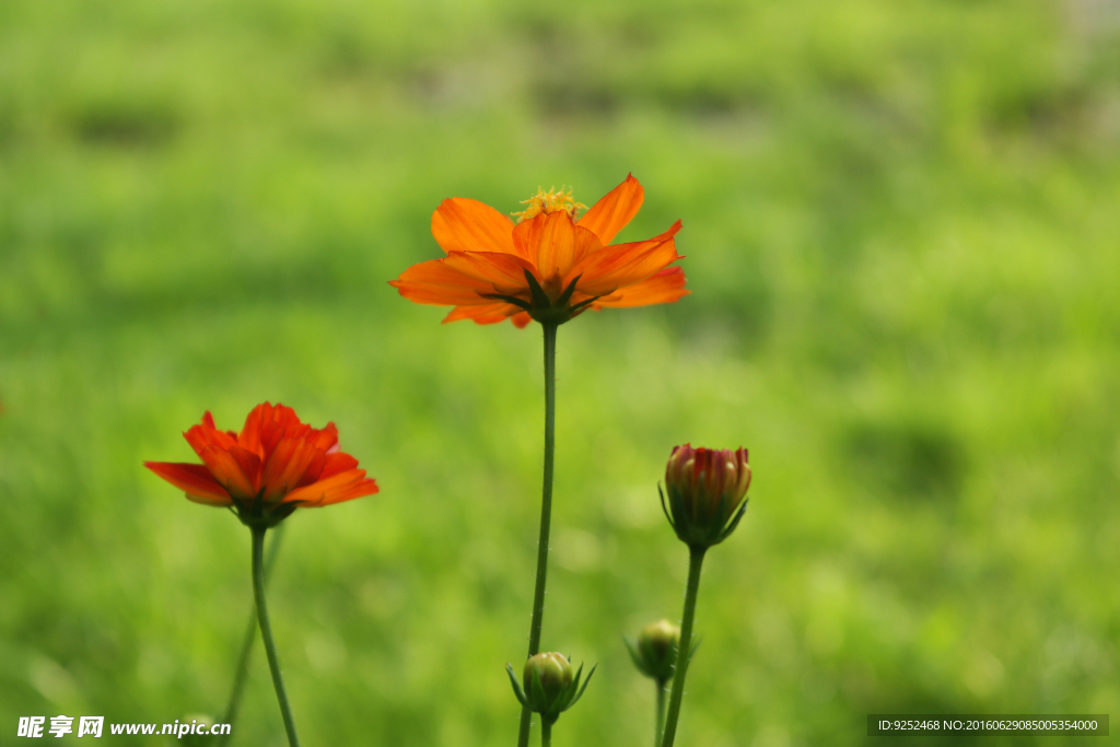 黄花