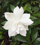 栀子花