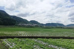 田野乡村