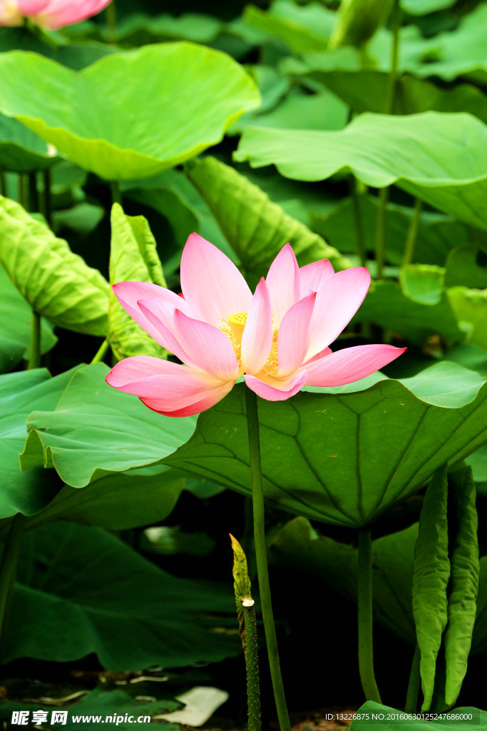 荷花
