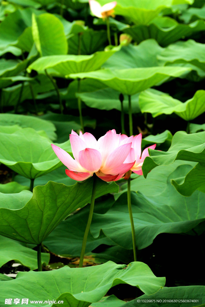 荷花