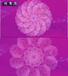 节日富贵牡丹花开大气庆祝视频