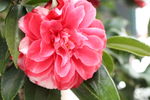 山茶花