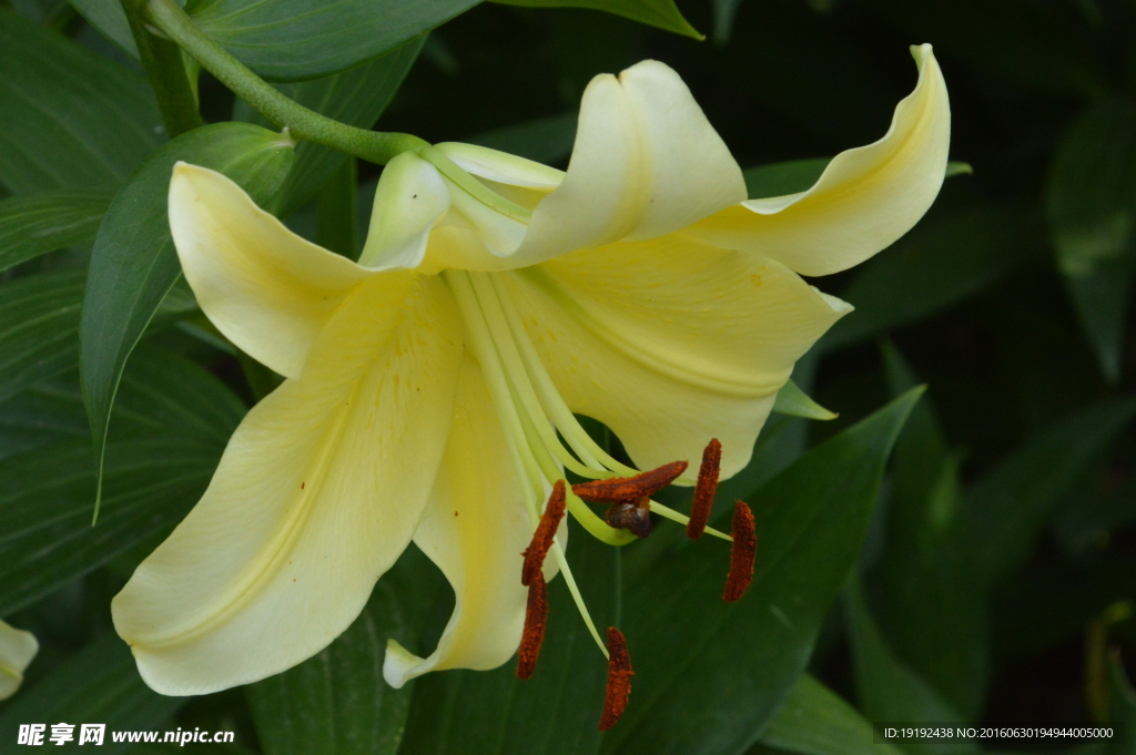 百合花
