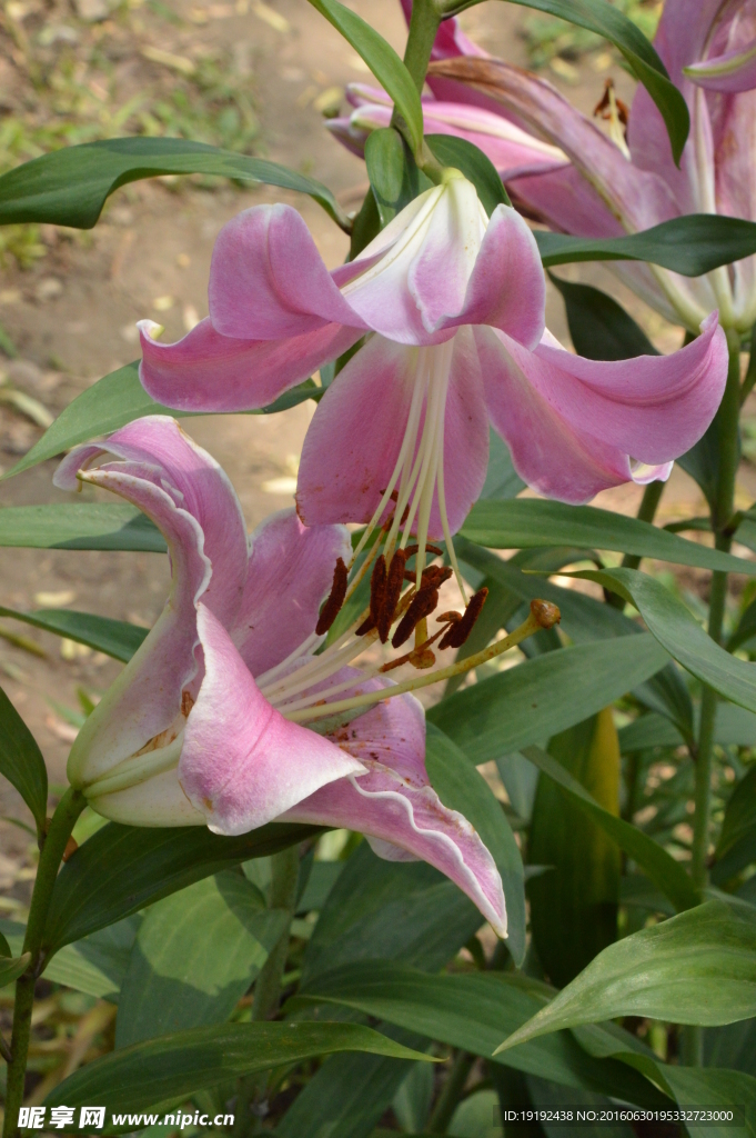 百合花
