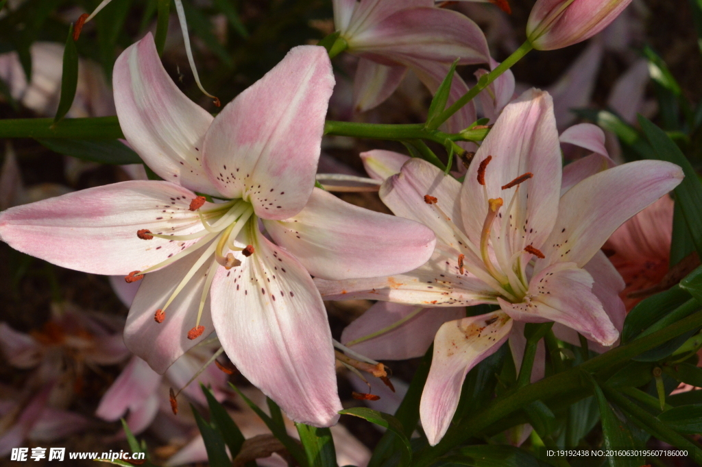 百合花