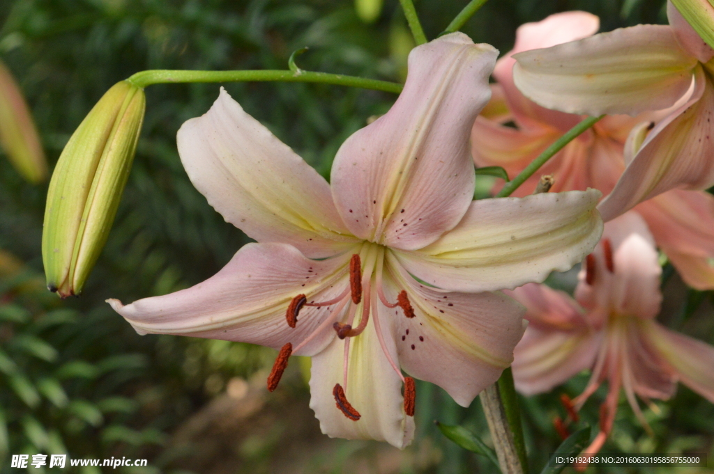 百合花