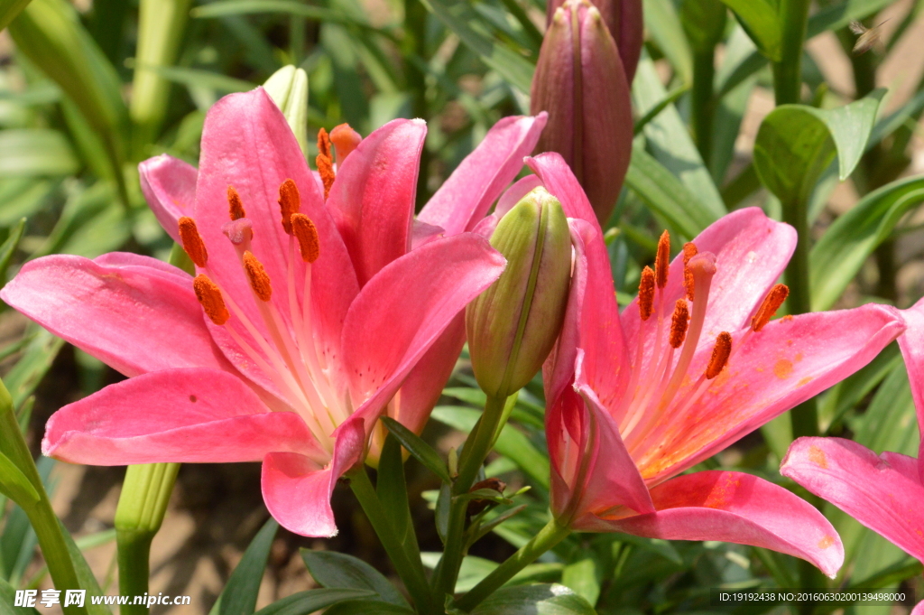 百合花