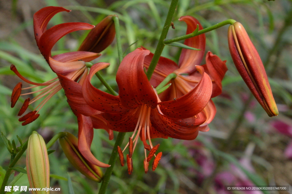 百合花