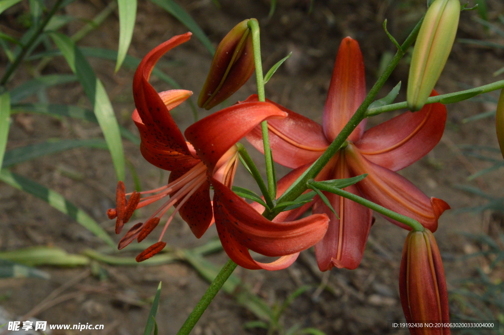 百合花