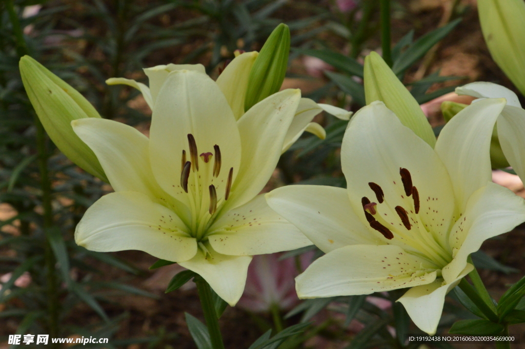 百合花