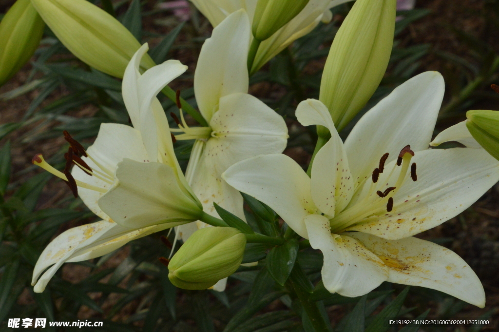 百合花
