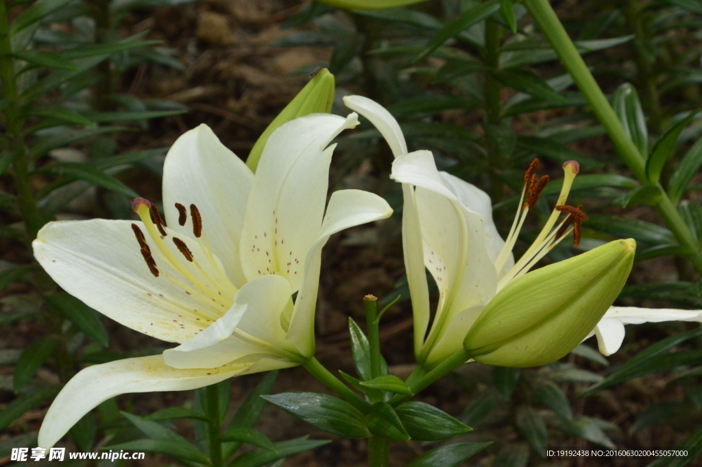 百合花