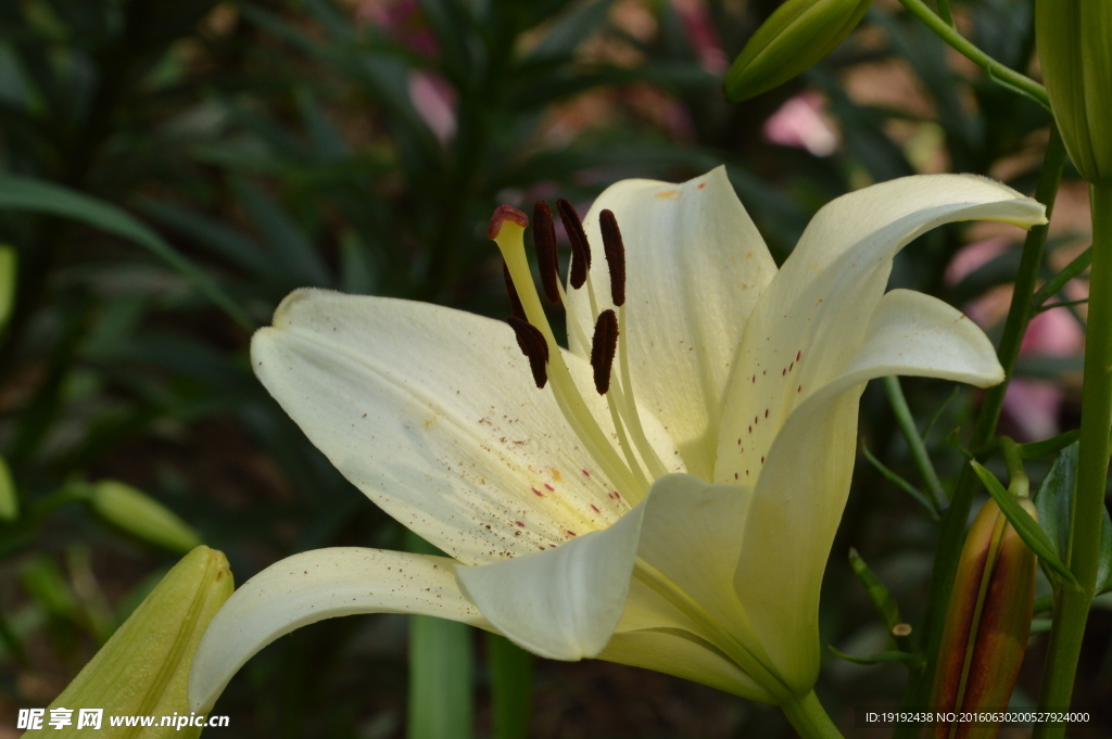 百合花