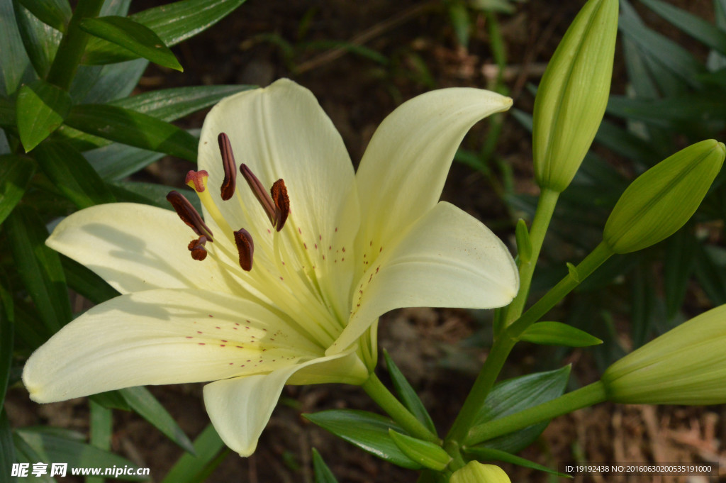 百合花