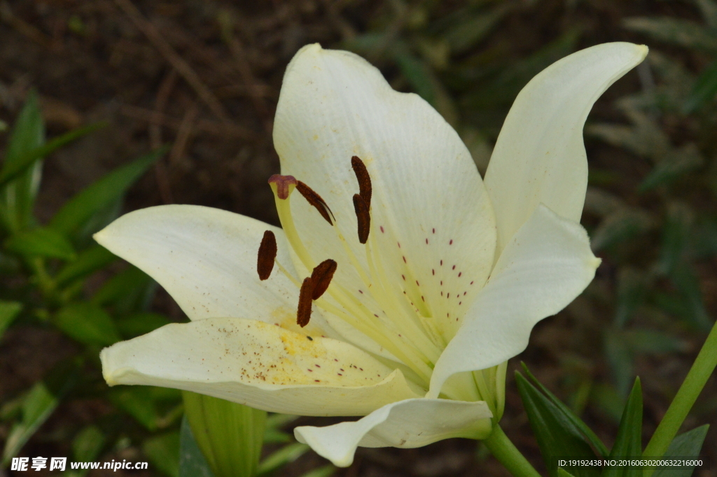 百合花