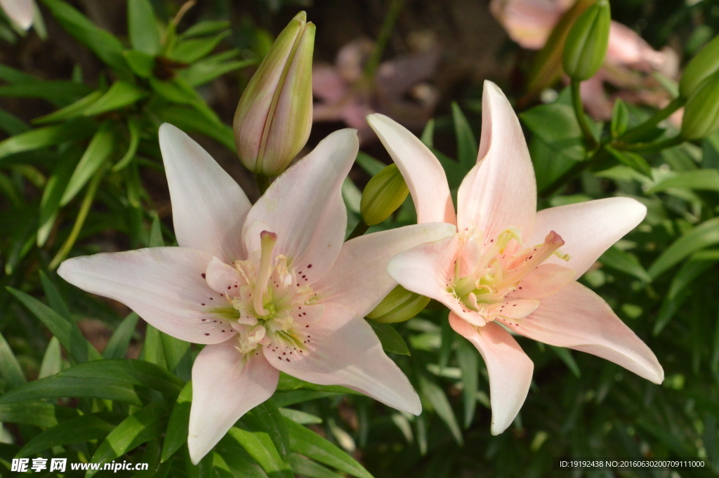 百合花