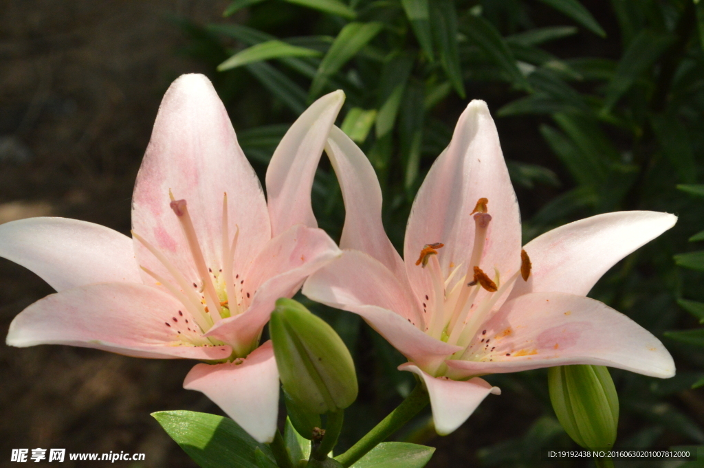 百合花