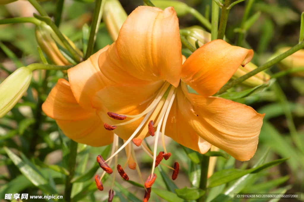 百合花