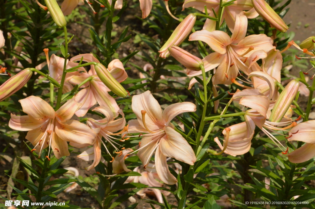 百合花
