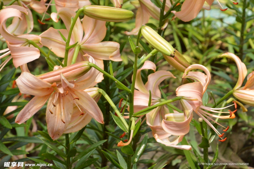 百合花
