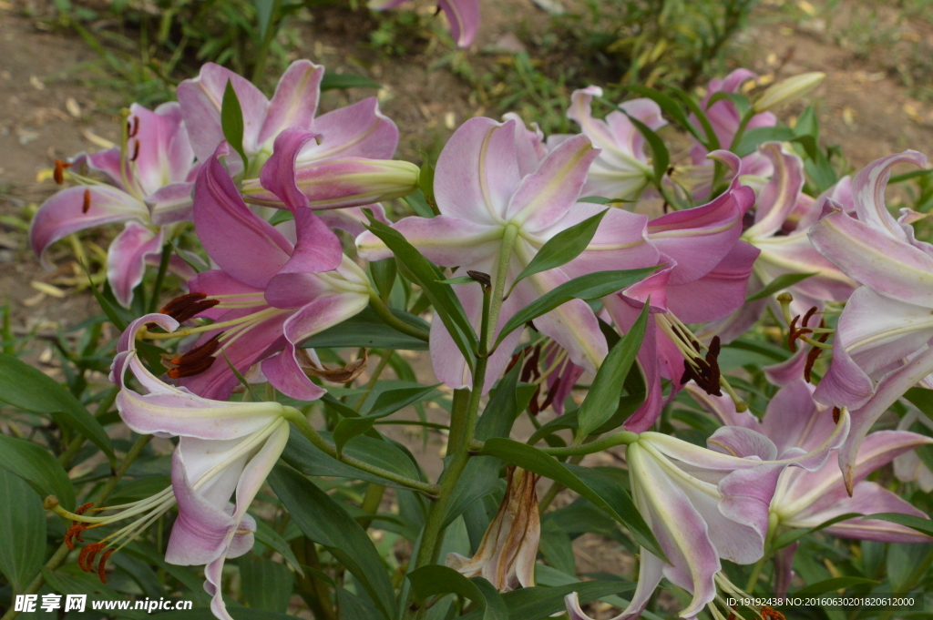 百合花