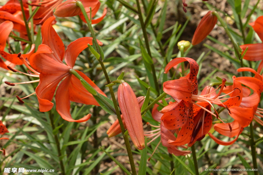 百合花