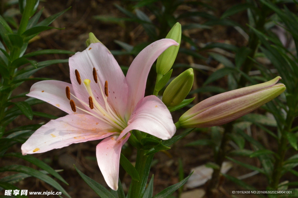 百合花