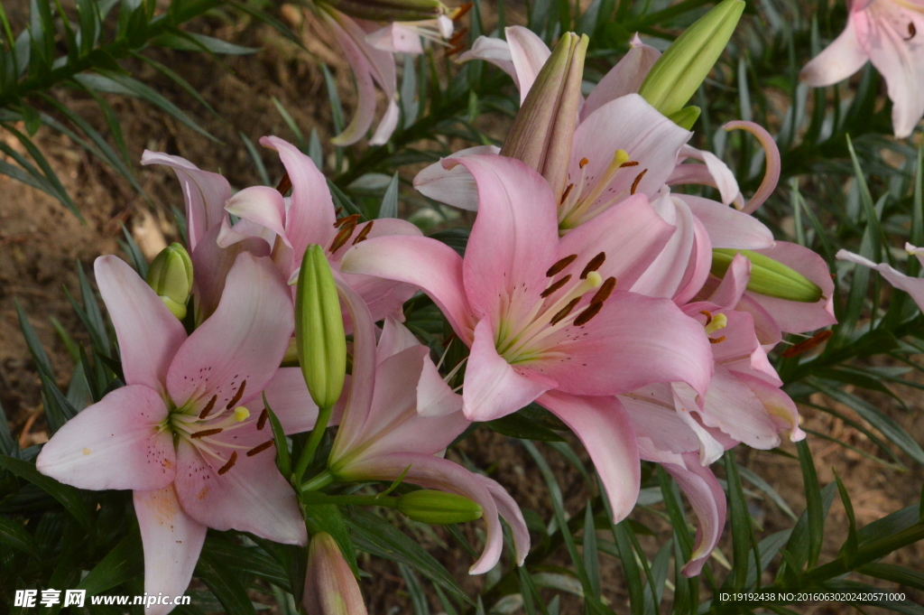 百合花