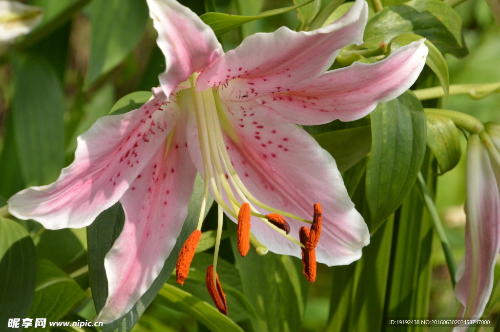 百合花