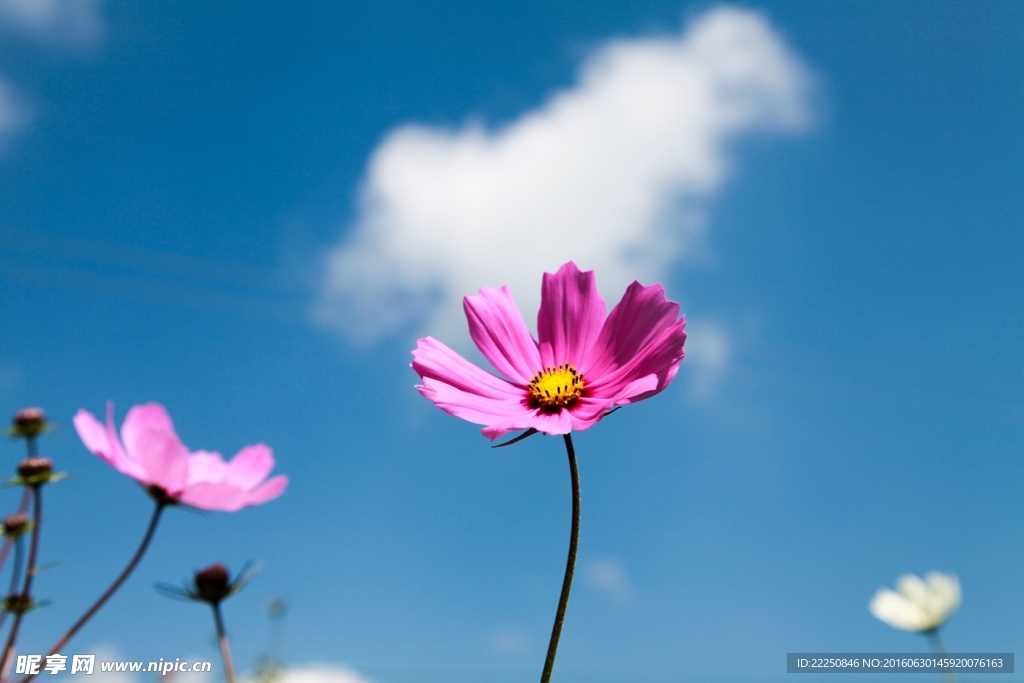 格桑花