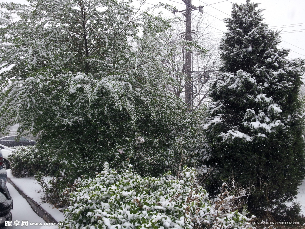 夏日雪花