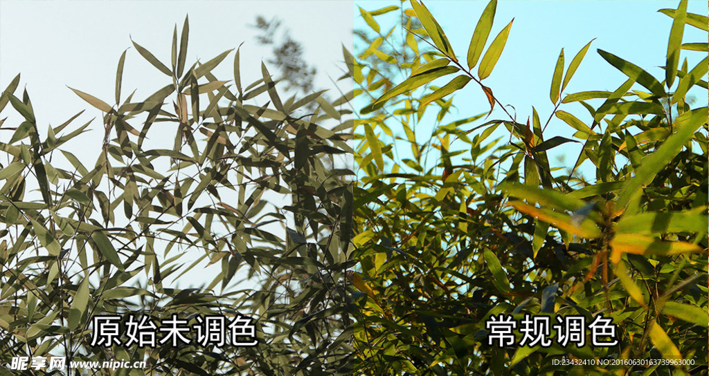 摇曳的竹子视频